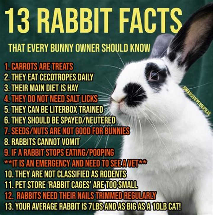 Amazing Facts About Domestic Rabbits