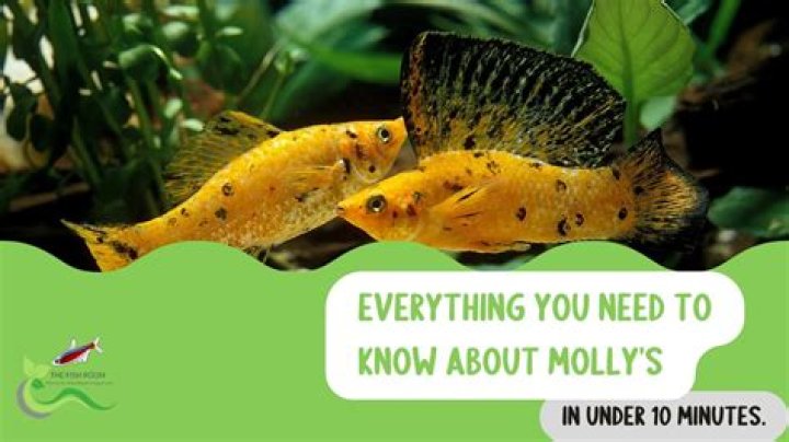 Make Your "Molly No Litt" Extraordinary: A Comprehensive Guide